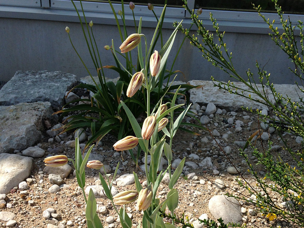 Рябчик гуиччи - Fritillaria guissichae