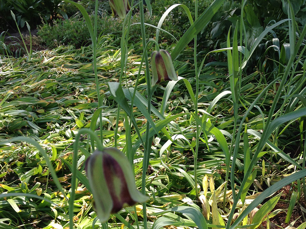 Рябчик иглолепестный - Fritillaria acmopetala