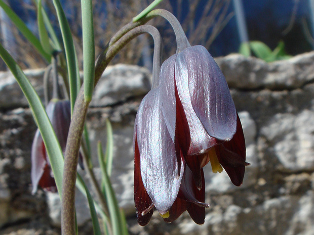 Рябчик кавказский - Fritillaria caucasica