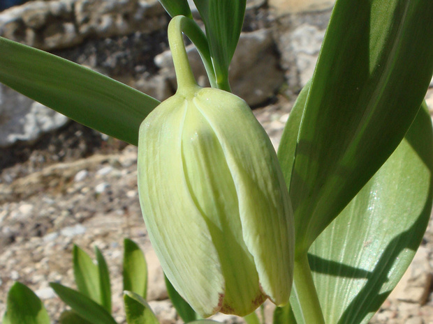 Рябчик кочи - Fritillaria kotschyana