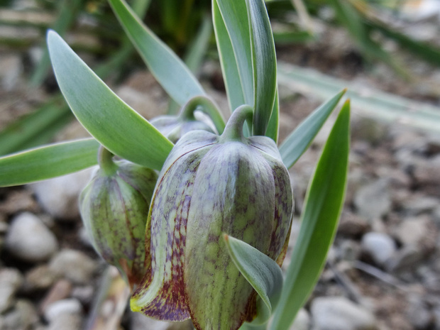 Рябчик курдский - Fritillaria kurdica