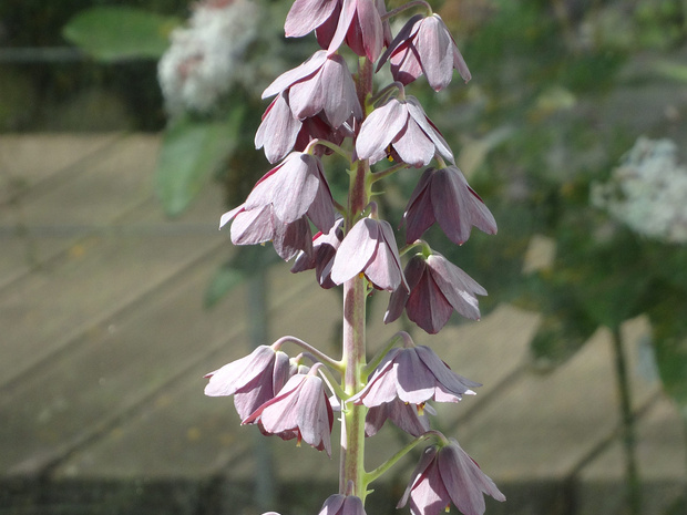 Рябчик персидский - Fritillaria persica