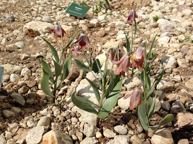 Рябчик пинардии - Fritillaria pinardii
