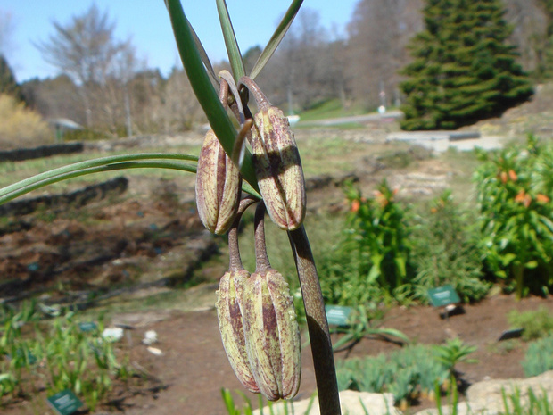 Рябчик русский - Fritillaria ruthenica
