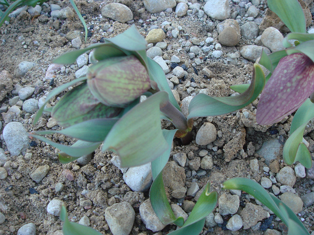 Рябчик трубковидный - Fritillaria tubiformis