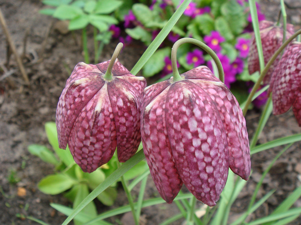 Рябчик шахматный - Fritillaria meleagris