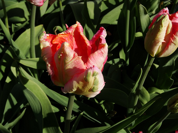 Тюльпан 'Абрикосовый Попугай' - Tulipa 'Apricot Parrot'