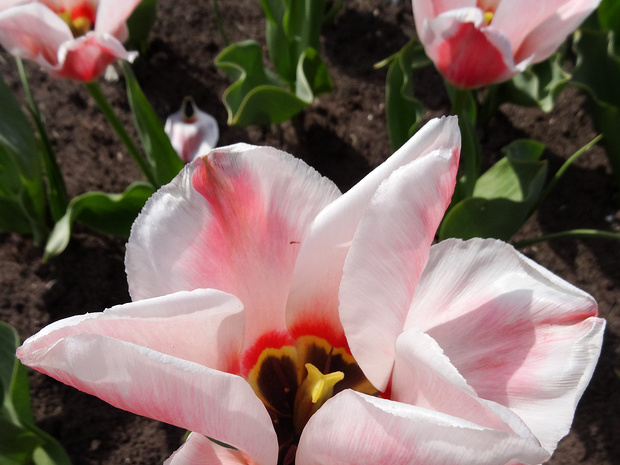 Тюльпан 'Виллем ван дер Аккер' - Tulipa 'Willem van der Akker'