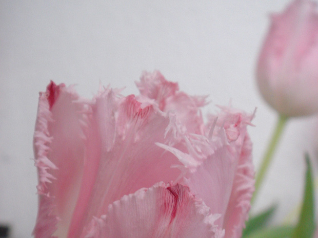 Тюльпан 'Выкрутасы Воображули' - Tulipa 'Fancy Frills'