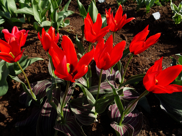 Тюльпан 'Джоан Вудвард' - Tulipa 'Joanne Woodward'