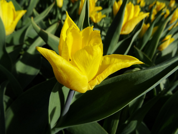 Тюльпан 'Йокохама' - Tulipa 'Yokohama'