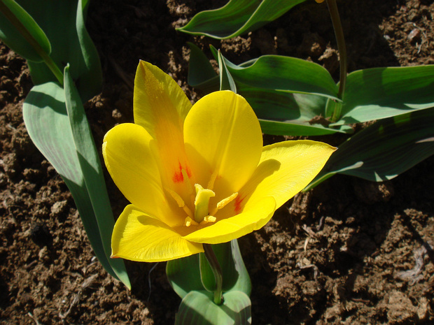 Тюльпан 'Концерт' - Tulipa 'Concerto'