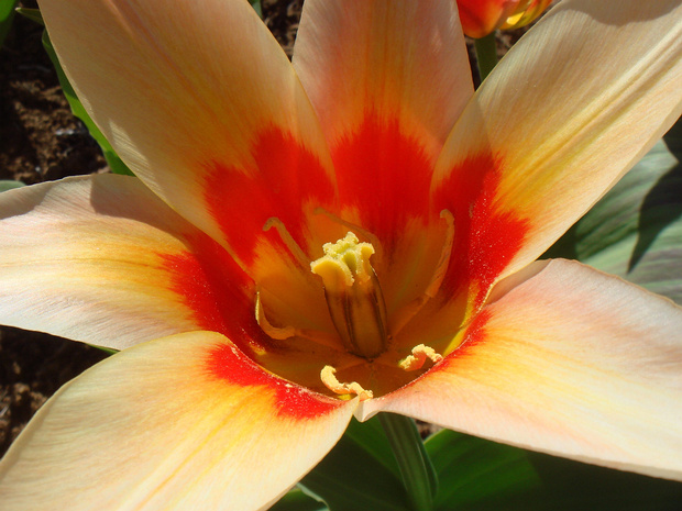 Тюльпан 'Корона' - Tulip 'Corona'