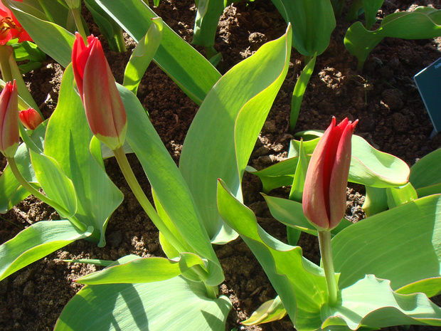 Тюльпан 'Красный Император' - Tulipa 'Red Emperor'