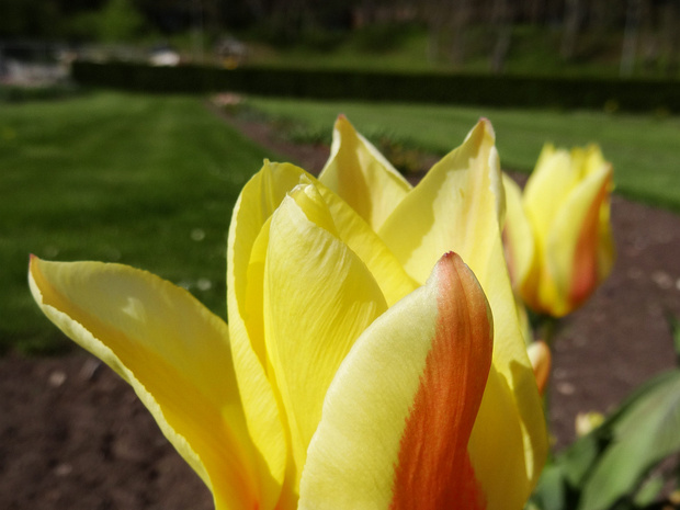 Тюльпан 'Лимонный Гигант' - Tulipa 'Lemon Giant'