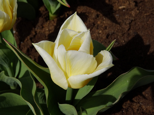 Тюльпан 'Огни Калгари' - Tulipa 'Calgary Flames'