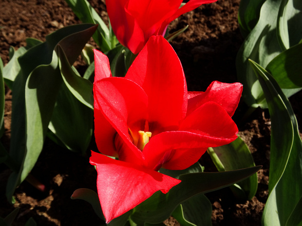 Тюльпан 'Портланд' - Tulipa 'Portland'