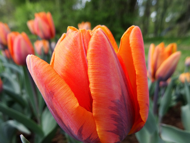Тюльпан 'Принцесса Ирэн' - Tulipa 'Princess Irene'