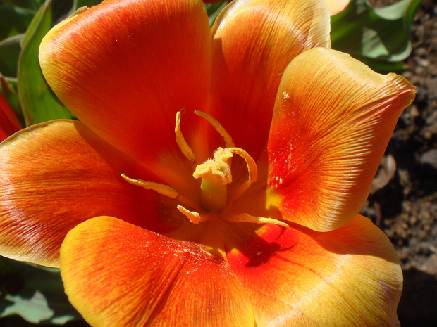 Тюльпан 'Ранний Урожай' - Tulip 'Early Harvest'