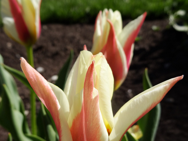 Тюльпан 'Тарафа' - Tulipa 'Tarafa'