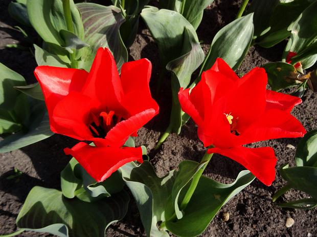 Тюльпан 'Траутмансдорф' - Tulipa 'Trauttmansdorff'