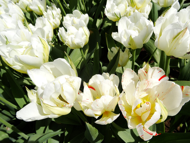 Тюльпан 'Экзотический Император' - Tulipa 'Exotic Emperor'