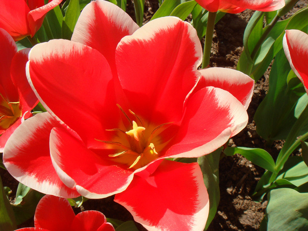 Тюльпан 'Pirand' - Tulipa 'Pirand'