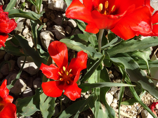 Тюльпан Введенского - Tulipa vvedenskyi