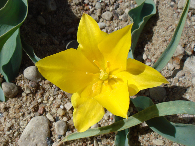 Тюльпан Колпаковского - Tulipa Kolpakowskiana