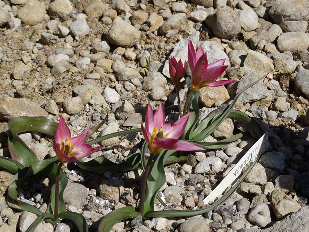 Тюльпан Оше - Tulipa aucheriana