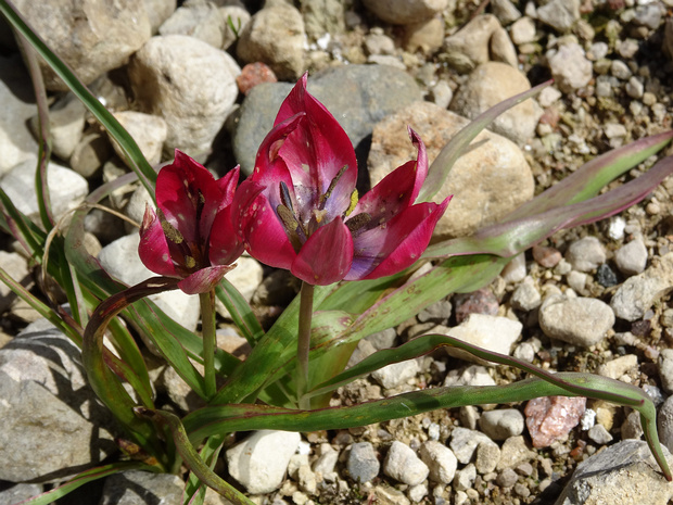 Тюльпан Хагера 'Маленькая красотка', I.V.T. 1990 - Tulipa hageri 'Little Beauty', I.V.T. 1990