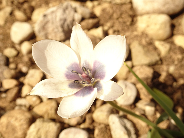 Тюльпан карликовый 'Белое Небесное Око' - Tulipa humilis 'Alba Caerulea Oculata'