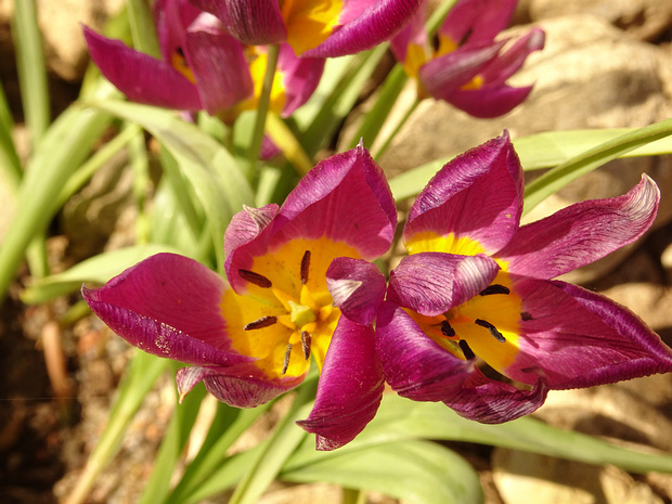 Тюльпан карликовый разн. красивый 'Персидская Жемчужина' - Tulipa humilis var. pulchela 'Persian Pearl'