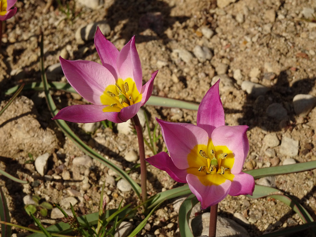 Тюльпан карликовый разн. красивый - Tulipa humilis var. pulchela