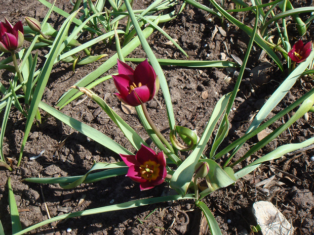 Тюльпан карликовый - Tulipa humilis