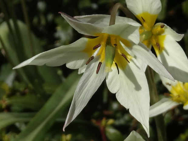 Тюльпан ложнодвуцветковый - Tulipa bifloriformis