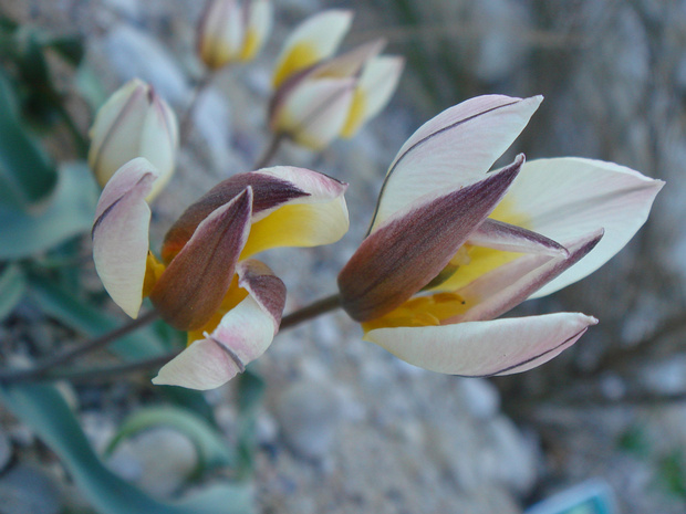 Тюльпан оритиевидный - Tulipa orithyioides