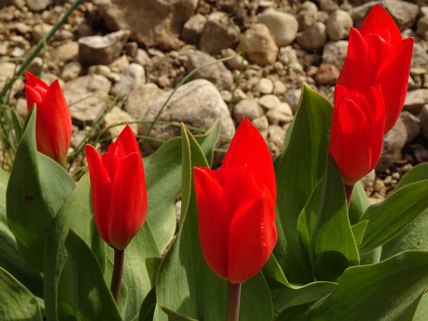 Тюльпан превосходный 'Фузилёр' - Tulipa praestans 'Fusilier'