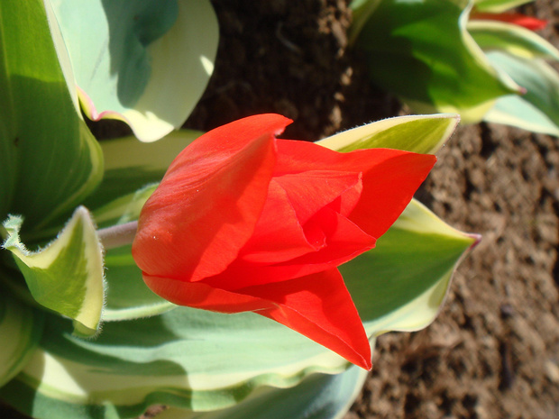 Тюльпан превосходный - Tulipa praestans