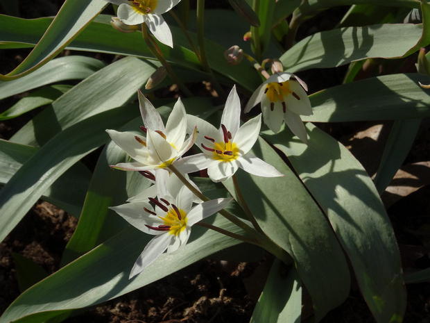 Тюльпан туркестанский - Tulipa turkestanica