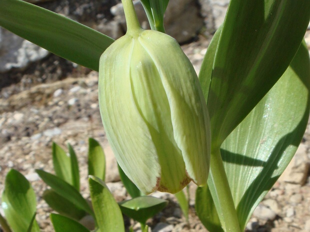 Рябчик кочи - Fritillaria kotschyana