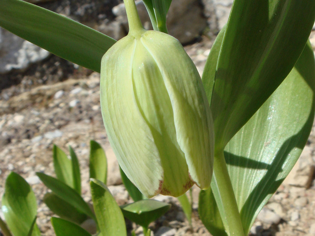 Рябчик кочи - Fritillaria kotschyana