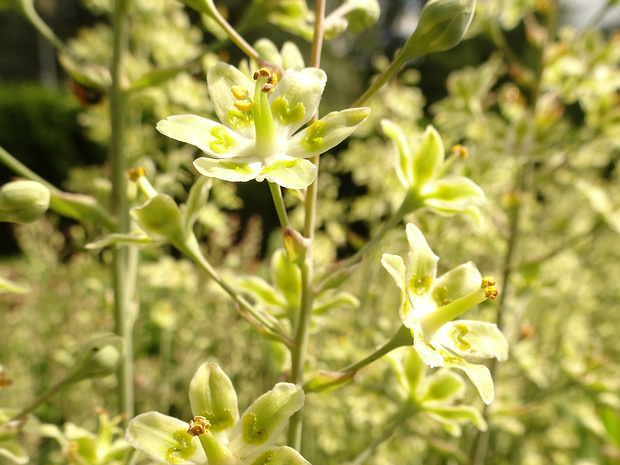 Антиклея изящная - Anticlea elegans