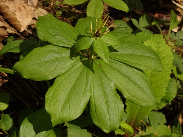 Вороний глаз неполный - Paris incompleta