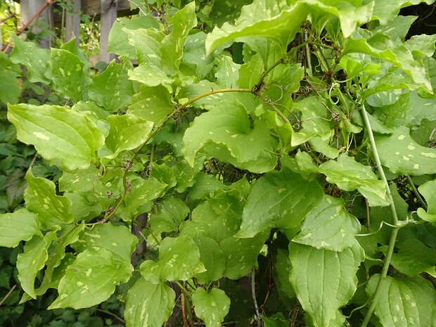 Смилакс Сибольда - Smilax sieboldii