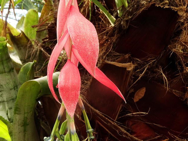 Бильбергия поникшая - Billbergia nutans