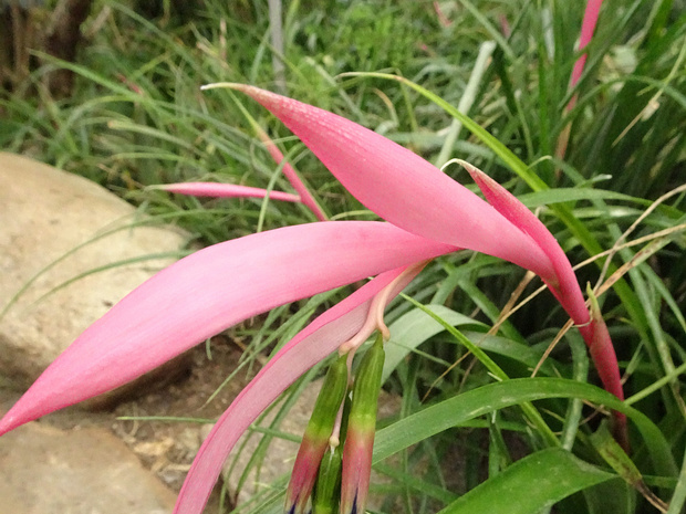 Бильбергия приятная - Billbergia amoena