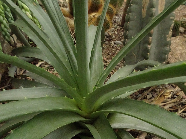 Диккия обильноцветущая - Dyckia floribunda