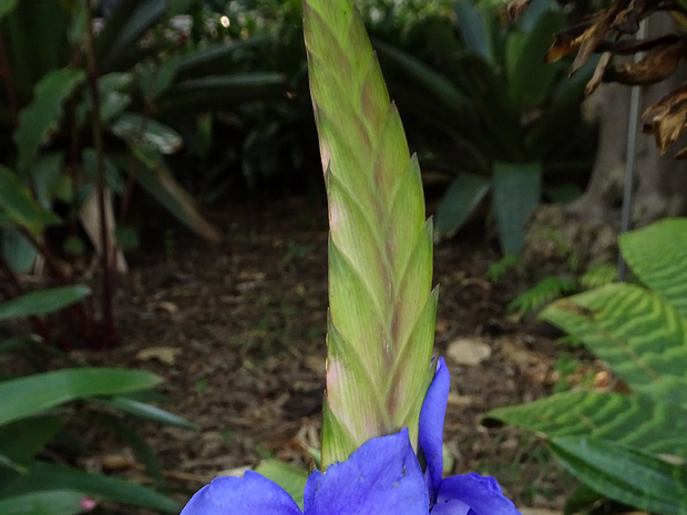 Тилландсия Линдена - Tillandsia lindenii