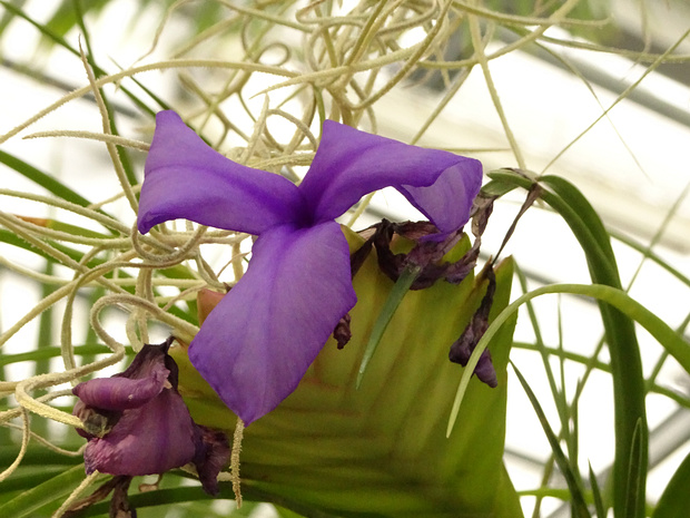 Тилландсия синяя - Tillandsia cyanea